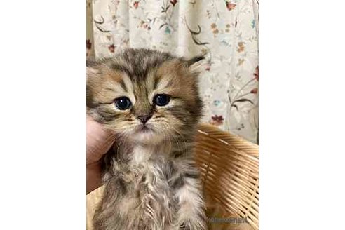 成約済の三重県のブリティッシュショートヘア-69304の5枚目